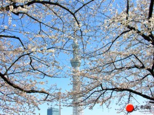 Sakura trees blooming in Tokyo spring 2014