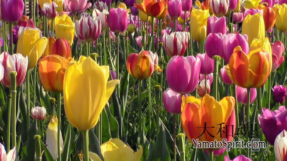 Tulip Garden - Shibazakura Festival - Chichibu, Japan
